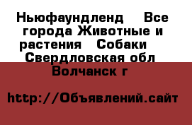 Ньюфаундленд  - Все города Животные и растения » Собаки   . Свердловская обл.,Волчанск г.